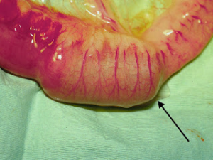Figure 3 A corn cob lodged in a dog's small intestine