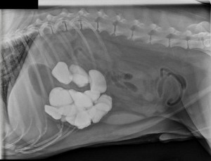 Figure 1 A dog called Gordon who ate 16 rocks and underwent a 2 hour surgery. http://www.dailymail.co.uk/news/article-2394576/Dog-gobbled-16-rocks-weighing-nearly-2lb-emergency-hour-operation-owners-alerted-bulging-tummy.html